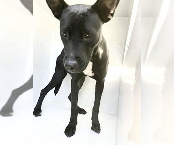 Medium Photo #2 Labrador Retriever-Unknown Mix Puppy For Sale in Houston, TX, USA