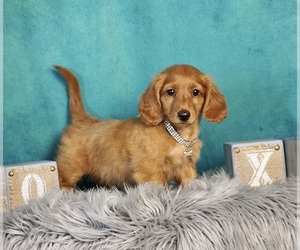 Dachshund Puppy for sale in WARSAW, IN, USA