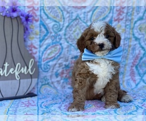 Goldendoodle (Miniature) Puppy for sale in LANCASTER, PA, USA