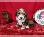 Small Photo #5 Bernedoodle Puppy For Sale in COLORADO SPRINGS, CO, USA