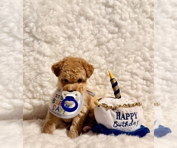 Medium Photo #3 Poodle (Toy) Puppy For Sale in REDLANDS, CA, USA