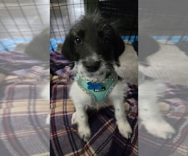 Medium Photo #2 Poodle (Standard)-Retriever  Mix Puppy For Sale in Plainfield, IL, USA