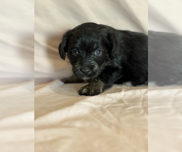 Medium Photo #21 Corgipoo Puppy For Sale in LONGMONT, CO, USA