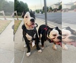 Small Photo #6 American Pit Bull Terrier-English Bulldog Mix Puppy For Sale in LOS ANGELES, CA, USA