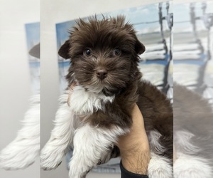 Father of the Yorkshire Terrier puppies born on 12/29/2024