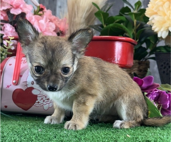 Medium Photo #6 Chihuahua Puppy For Sale in CANOGA, NY, USA