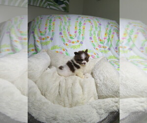 Pomeranian Puppy for sale in COOKEVILLE, TN, USA