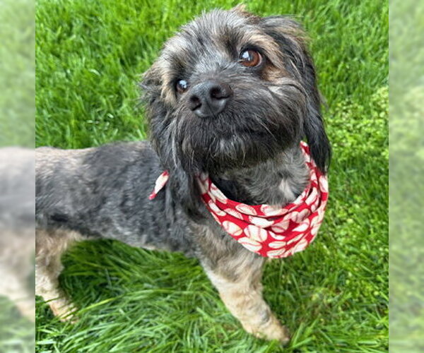 Medium Photo #6 Cocker Spaniel-Unknown Mix Puppy For Sale in Arlington, VA, USA