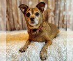Small Photo #3 Chihuahua-Unknown Mix Puppy For Sale in Arlington, VA, USA