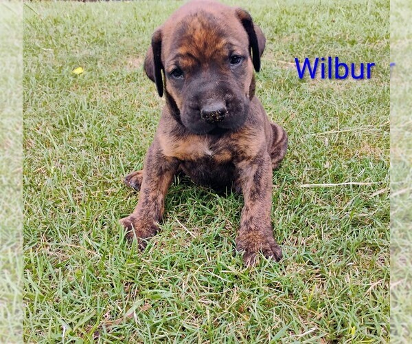 Medium Photo #11 Doberman Pinscher-Mastiff Mix Puppy For Sale in BRANTLEY, AL, USA