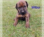 Small #10 Doberman Pinscher-Mastiff Mix