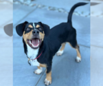 Small #3 Dachshund Mix