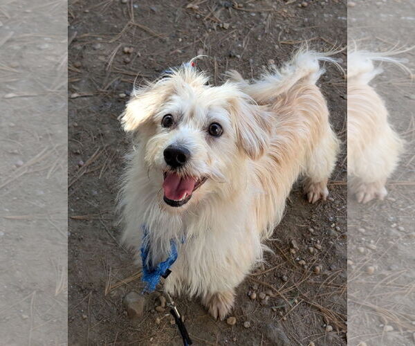 Medium Photo #9 Mutt Puppy For Sale in Philadelphia, PA, USA