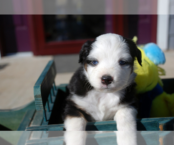 Medium Photo #4 Miniature Australian Shepherd Puppy For Sale in WITTMANN, AZ, USA