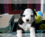 Small Photo #4 Miniature Australian Shepherd Puppy For Sale in WITTMANN, AZ, USA