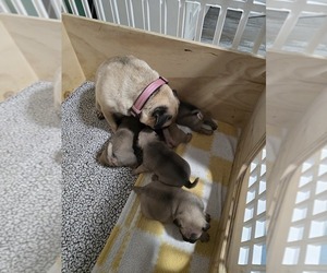 Pug Litter for sale in GLENCOE, KY, USA