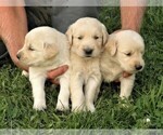 Small Photo #8 Golden Retriever Puppy For Sale in VERMONTVILLE, MI, USA