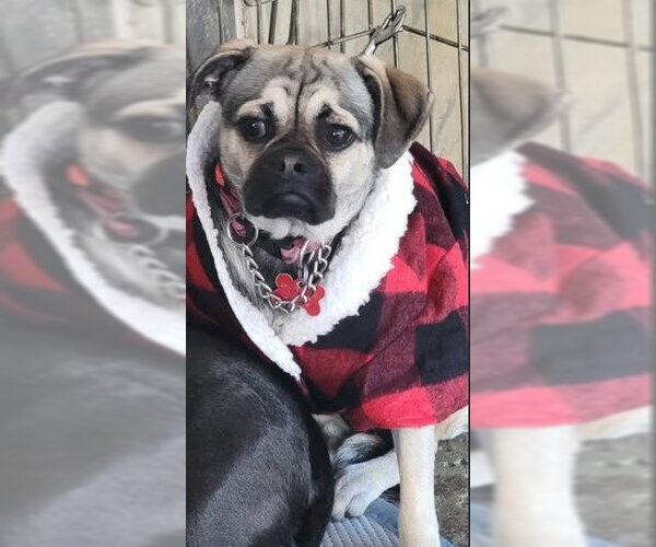 Medium Photo #2 Pug-Unknown Mix Puppy For Sale in San Diego, CA, USA