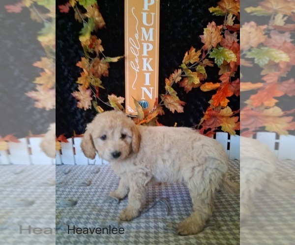 Medium Photo #3 Goldendoodle (Miniature) Puppy For Sale in MOUNT PLEASANT, MI, USA