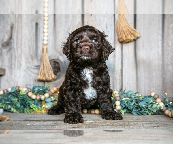 Medium Photo #5 Cocker Spaniel Puppy For Sale in BALTIC, OH, USA