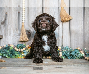 Medium Cocker Spaniel