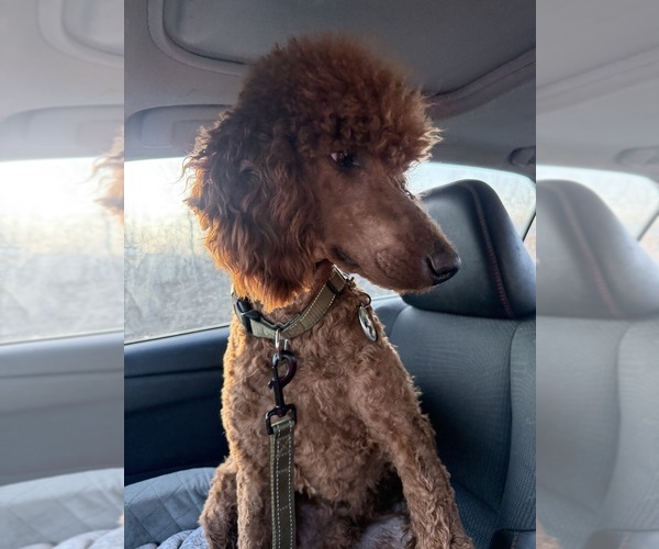 Medium Photo #1 Poodle (Standard) Puppy For Sale in SAINT CLOUD, MN, USA