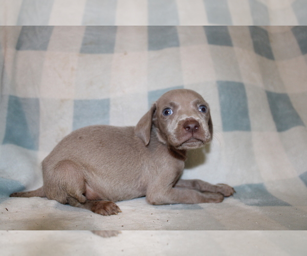 Medium Photo #3 Weimaraner Puppy For Sale in BLMGTN, IN, USA