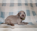 Small #2 Weimaraner