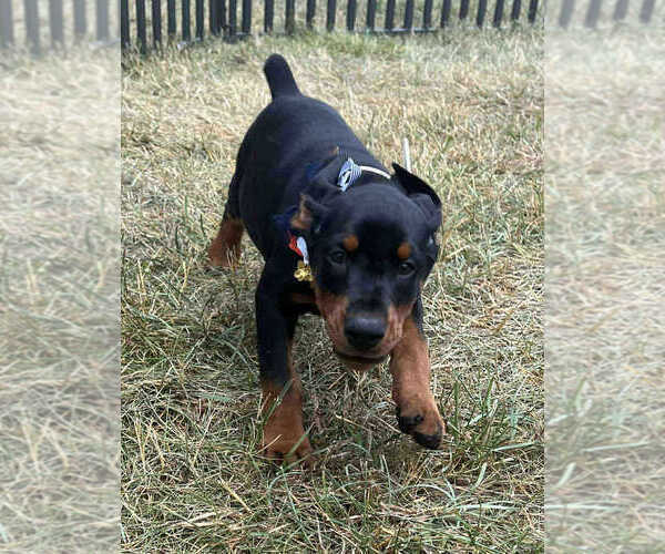 Medium Photo #3 Doberman Pinscher Puppy For Sale in WARSAW, IN, USA