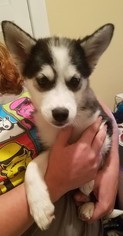 Huskimo Puppy for sale in ALLENTOWN, PA, USA