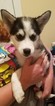 Small Photo #1 Huskimo Puppy For Sale in ALLENTOWN, PA, USA