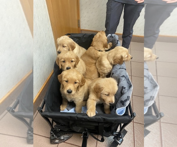 Medium Photo #23 Golden Retriever Puppy For Sale in KINGWOOD, TX, USA