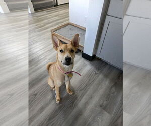 Mutt Dogs for adoption in Sandy, UT, USA