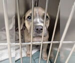 Small American Pit Bull Terrier