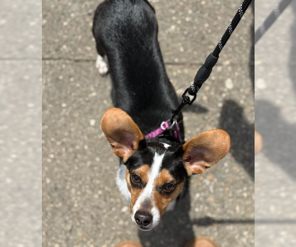 Medium Photo #2 Dachshund-Unknown Mix Puppy For Sale in Cranston, RI, USA