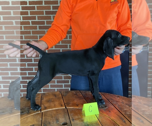 Medium Photo #1 German Shorthaired Pointer Puppy For Sale in COLDWATER, OH, USA