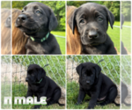 Small #1 Labrador Retriever