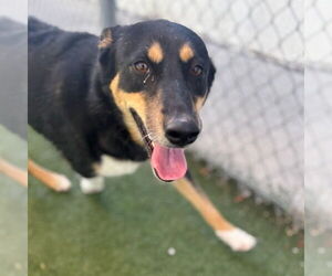German Shepherd Dog-Unknown Mix Dogs for adoption in Texas City, TX, USA