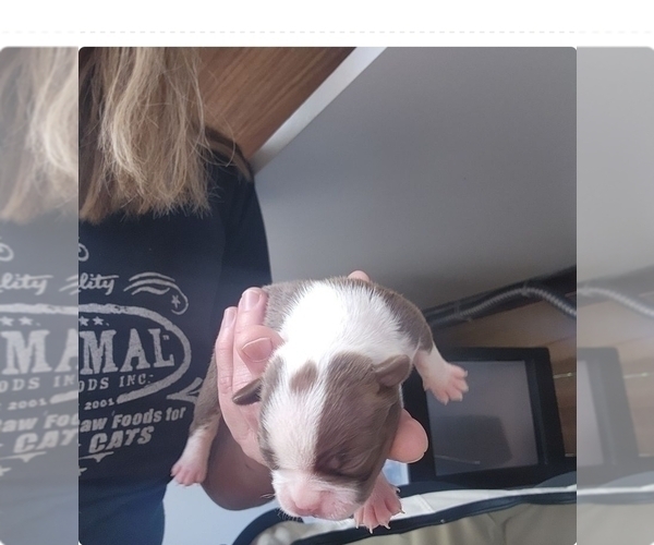 Medium Photo #12 Boston Terrier Puppy For Sale in FT MYERS, FL, USA