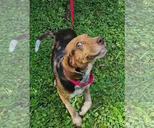 Rue - Female Beagle Dog for Adoption - Photo #7