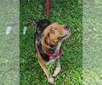 Small Photo #7 Beagle Puppy For Sale in Dunnellon, FL, USA