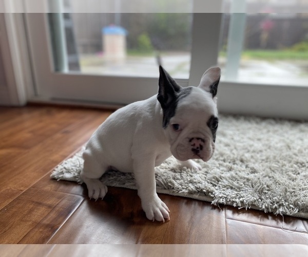 Medium Photo #8 French Bulldog Puppy For Sale in HOLLISTER, CA, USA