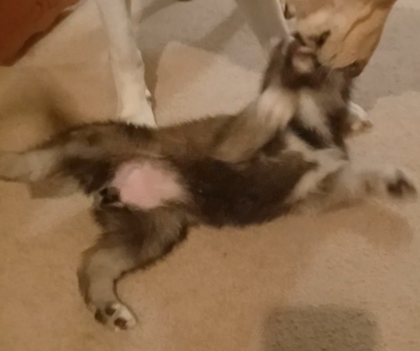 Medium Photo #11 Gerberian Shepsky Puppy For Sale in EDMORE, MI, USA