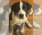 Small Photo #53 Cane Corso-Saint Bernard Mix Puppy For Sale in WORCESTER, MA, USA