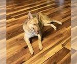 Small #1 German Shepherd Dog