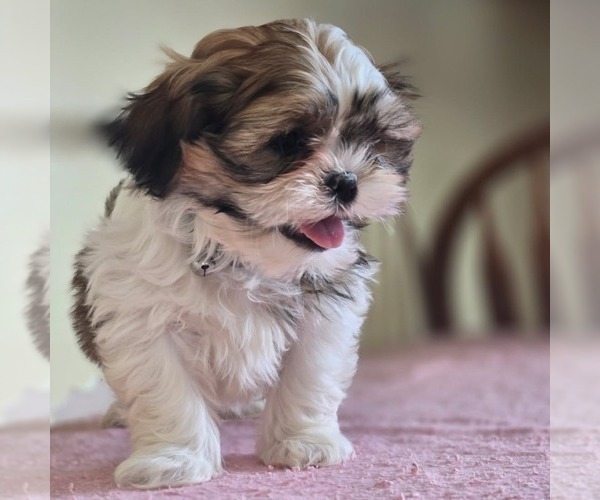 Medium Photo #1 Shih-Poo Puppy For Sale in REEDSBURG, WI, USA