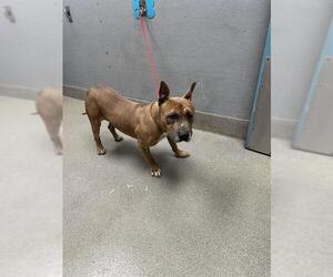 American Pit Bull Terrier-Unknown Mix Dogs for adoption in Las Vegas, NV, USA