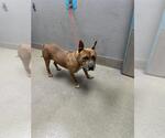 Small American Pit Bull Terrier Mix
