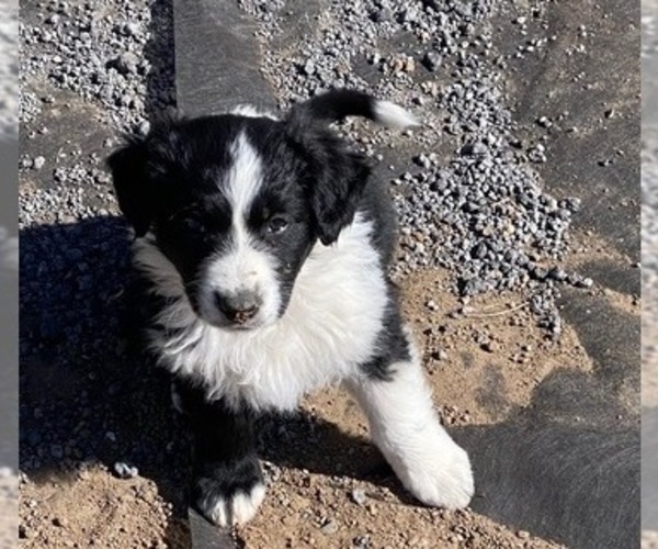 Medium Photo #3 Border-Aussie Puppy For Sale in PUEBLO, CO, USA