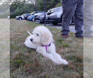 Poppy - Female Pyredoodle Dog for Adoption - Photo #2